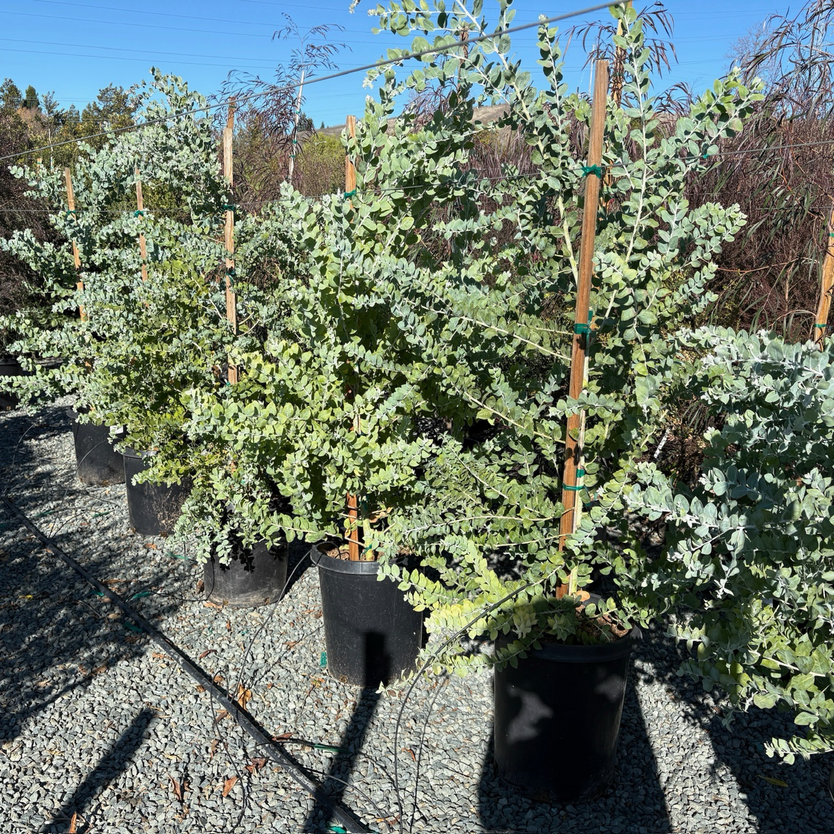Pearl Acacia