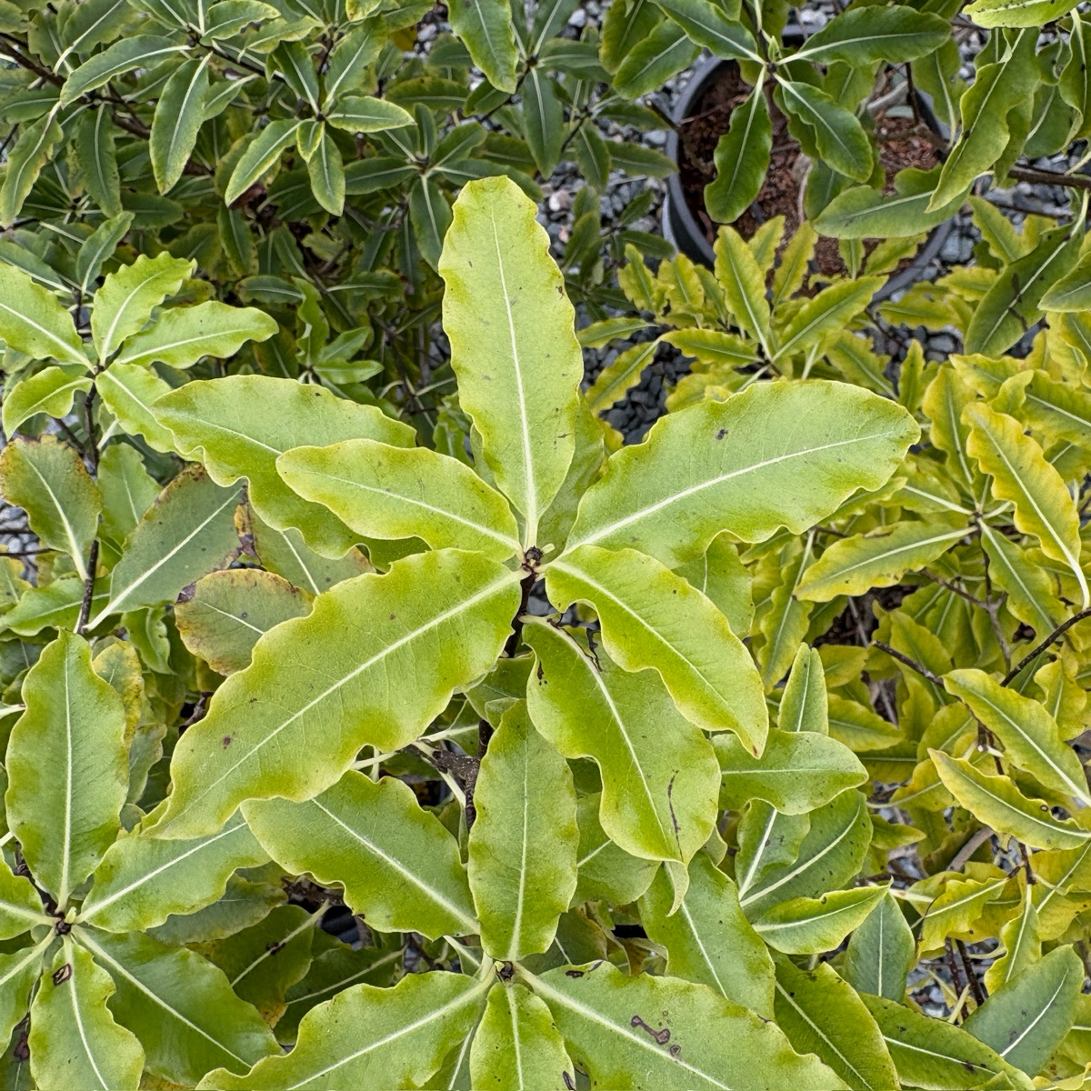 Tarata