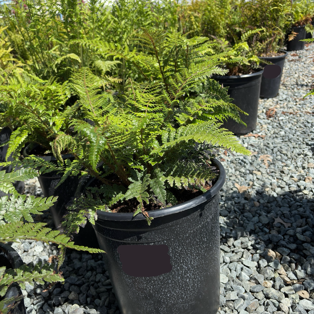 Japanese Tassel Fern