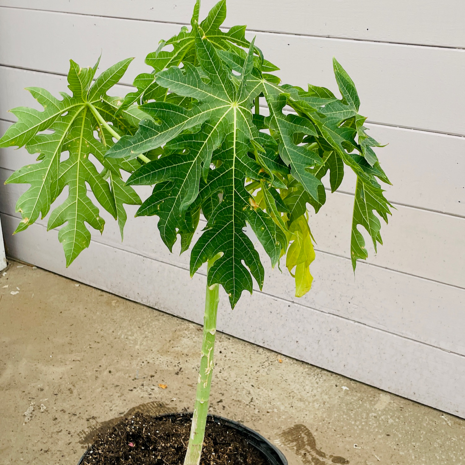 木瓜树-夏威夷木瓜