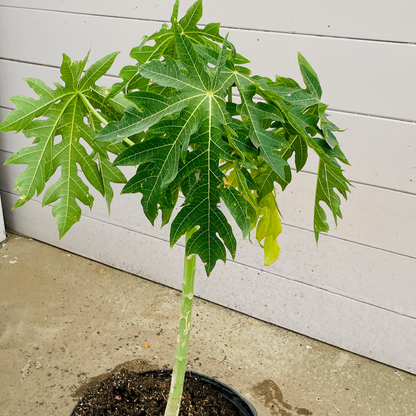 Papaya Tree - Hawaiian Papaya