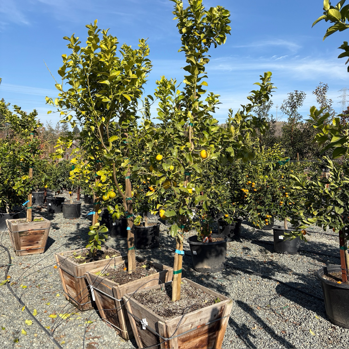 Eureka Lemon