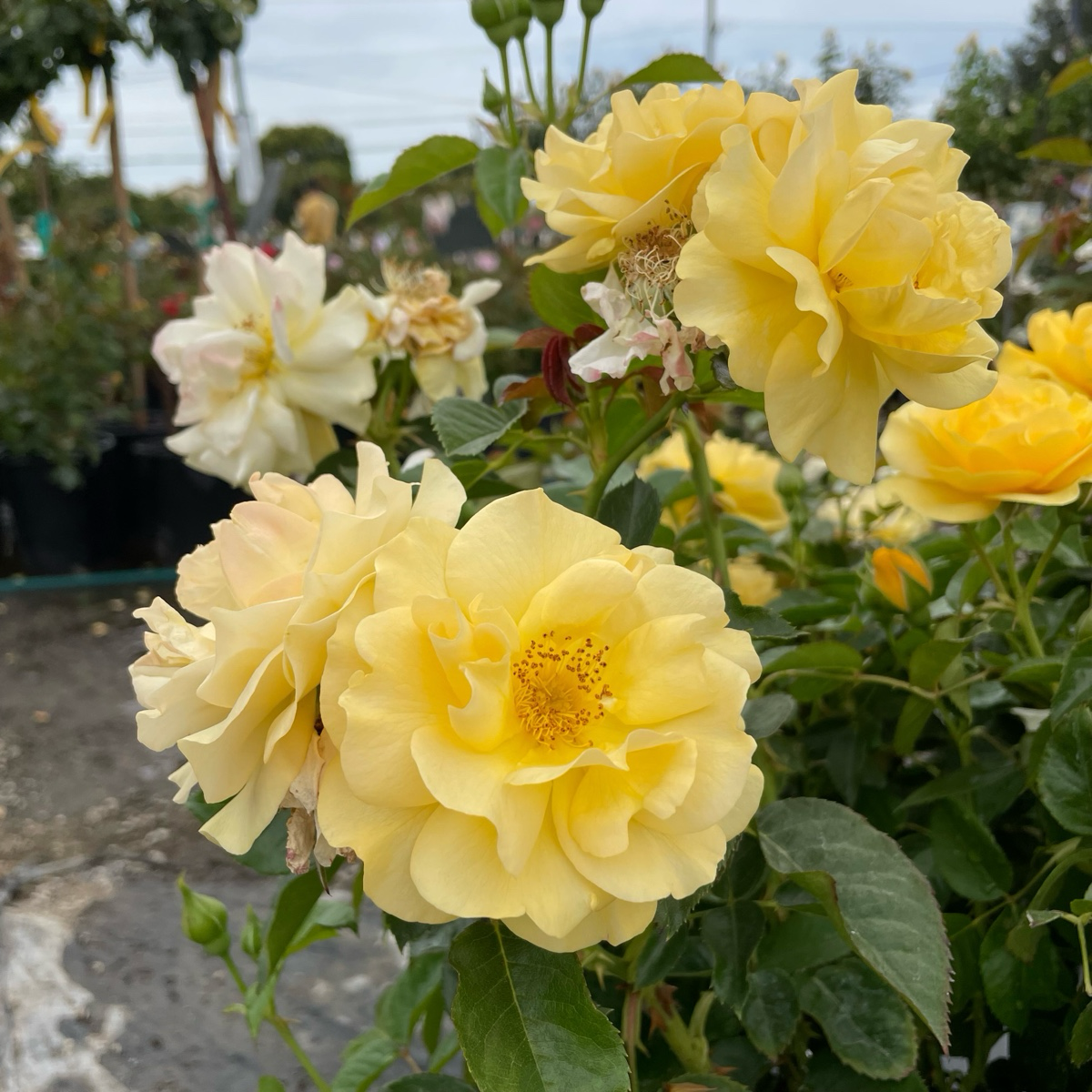 Julia Child Rose