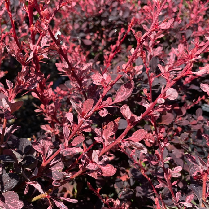 玫瑰光芒小檗