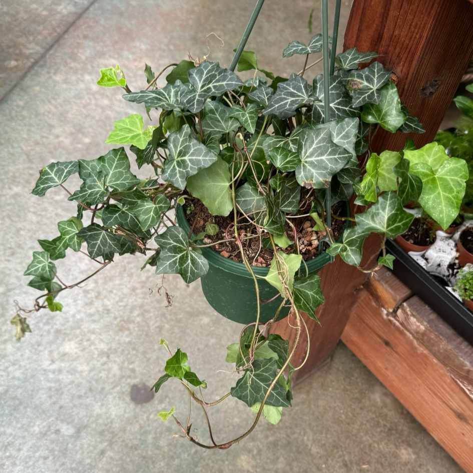 English Ivy