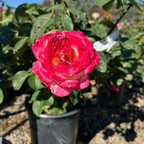 茶香月季-红双喜