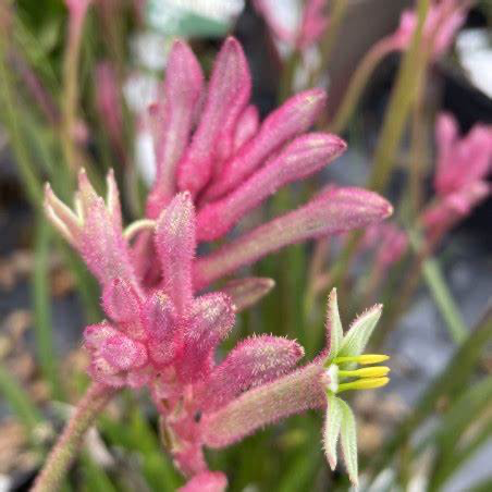 袋鼠爪-丛林公主