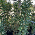 斑叶粉花凌霄