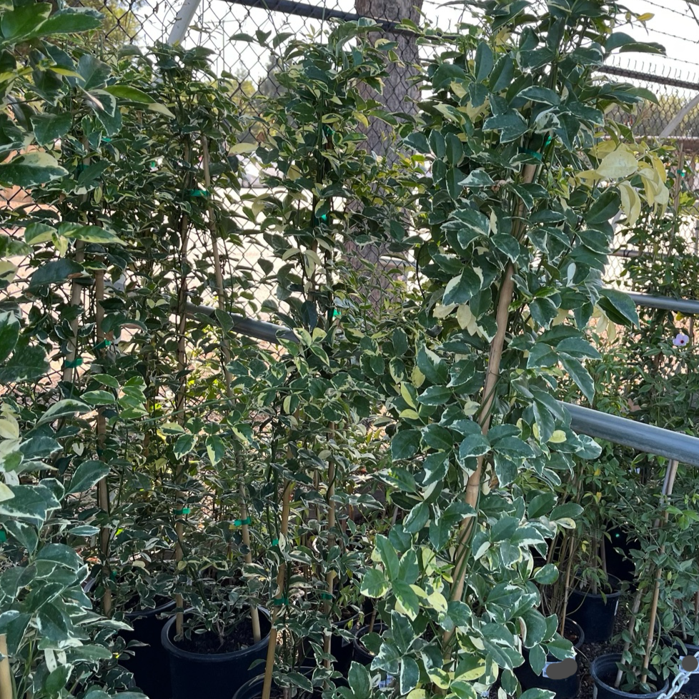 Variegated Bower Vine