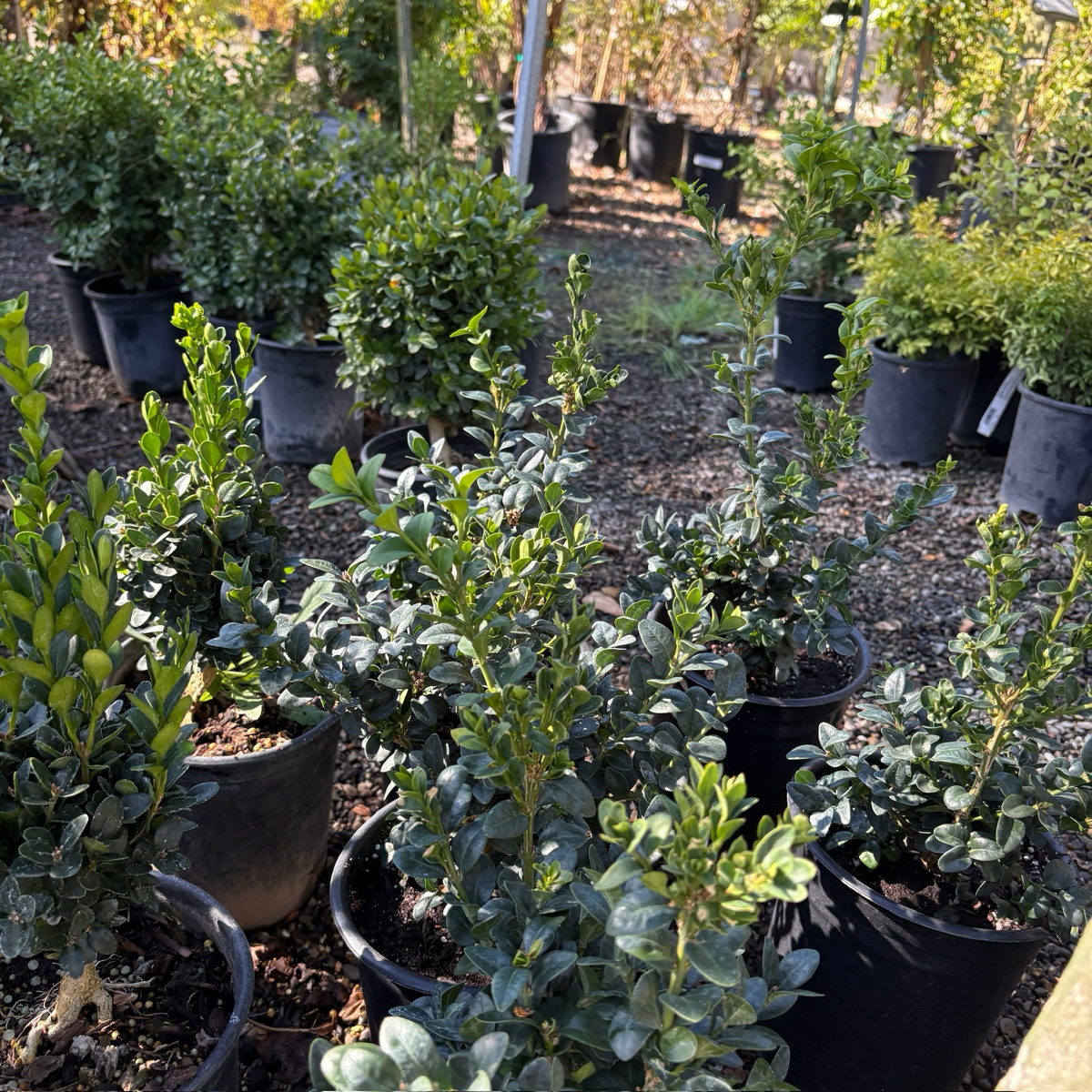 English Boxwood