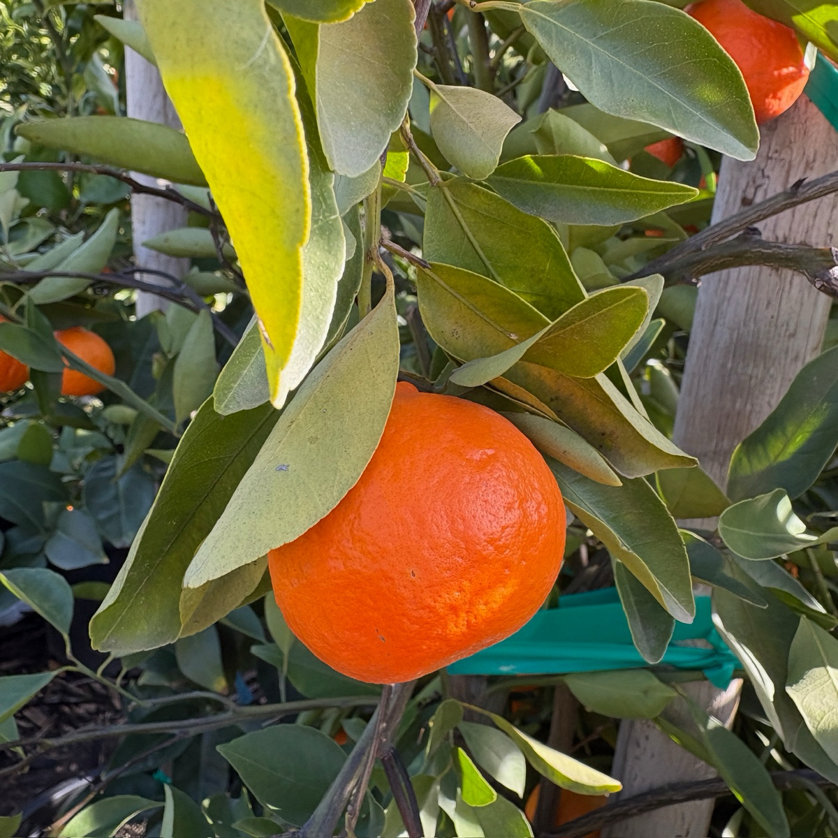 Orange saplings