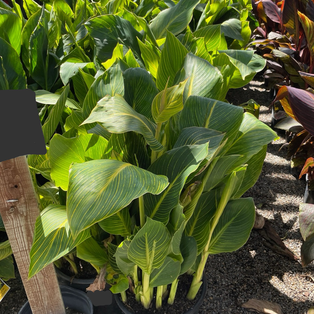 Tropicanna ®Gold Canna Lily