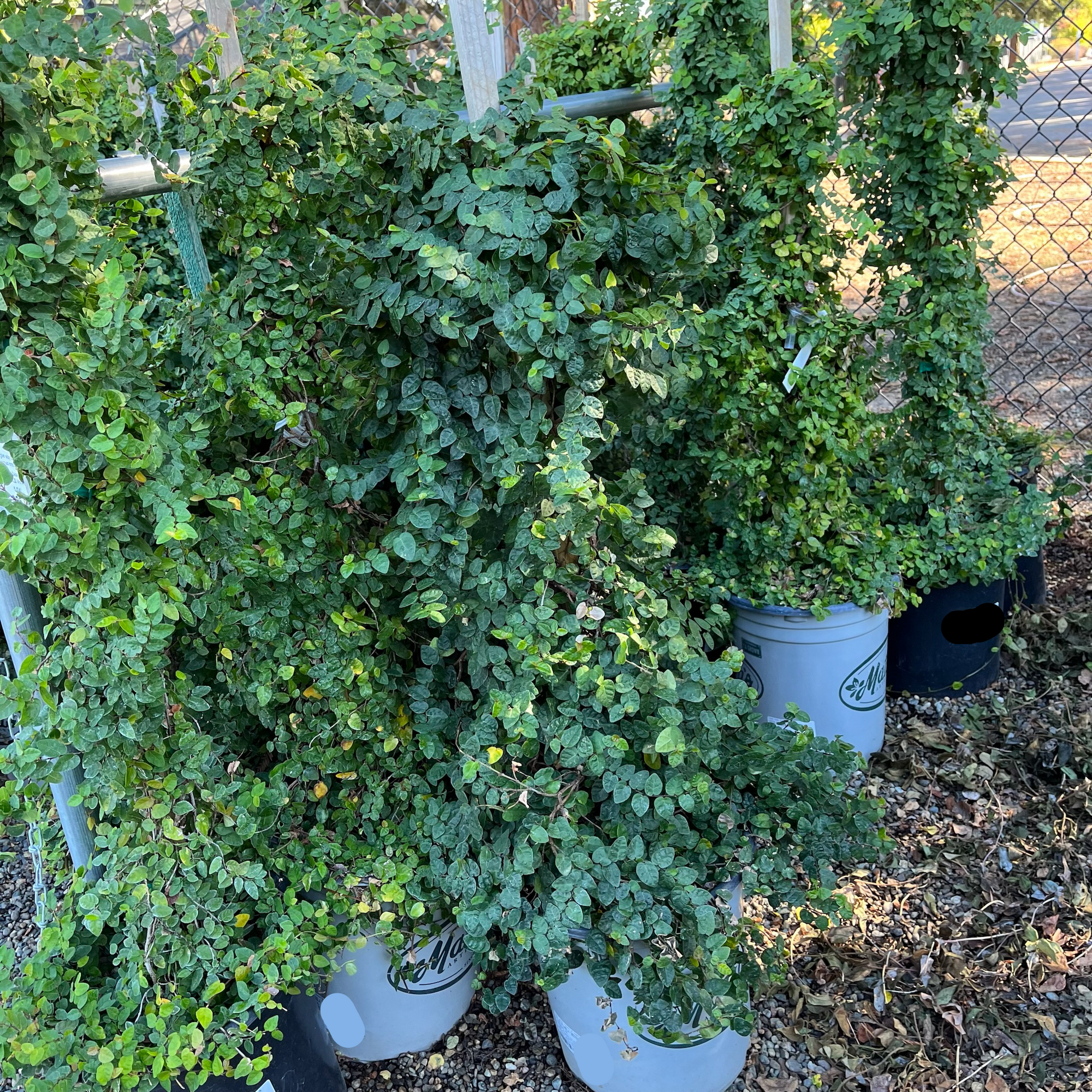 Creeping Fig