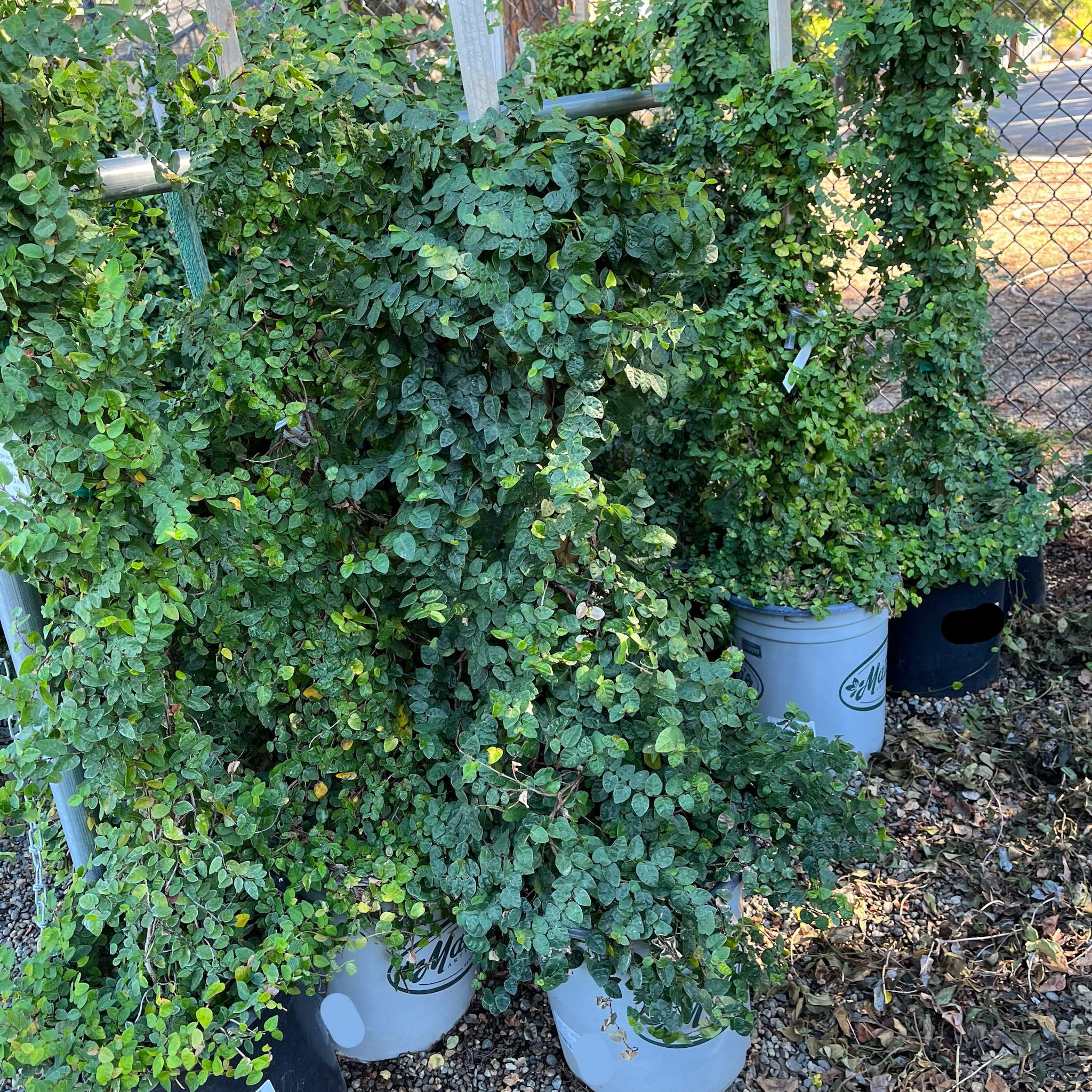 Creeping Fig
