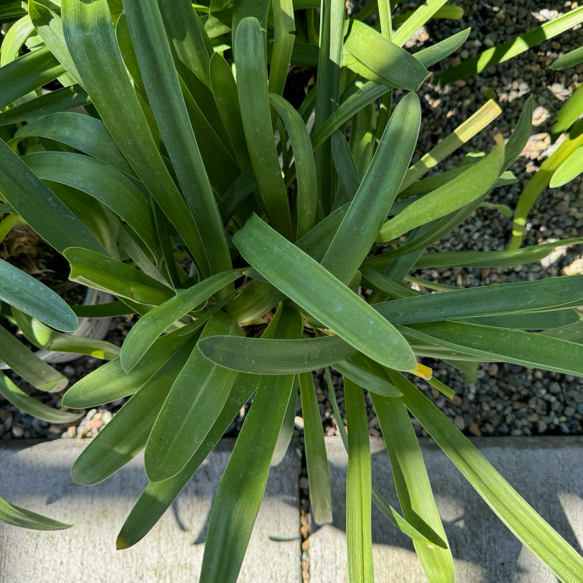Storm Cloud Lily of the Niie