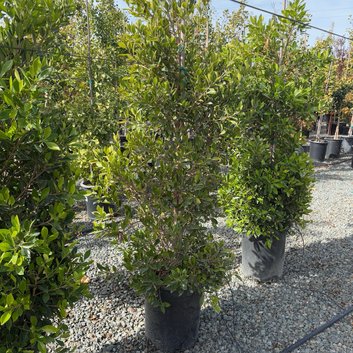 Indian Laurel Fig
