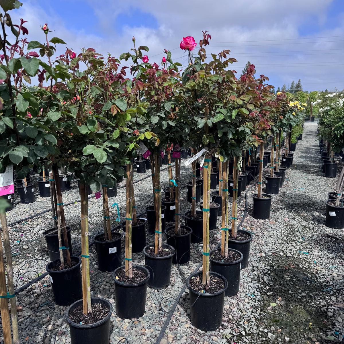 Double Delight Rose