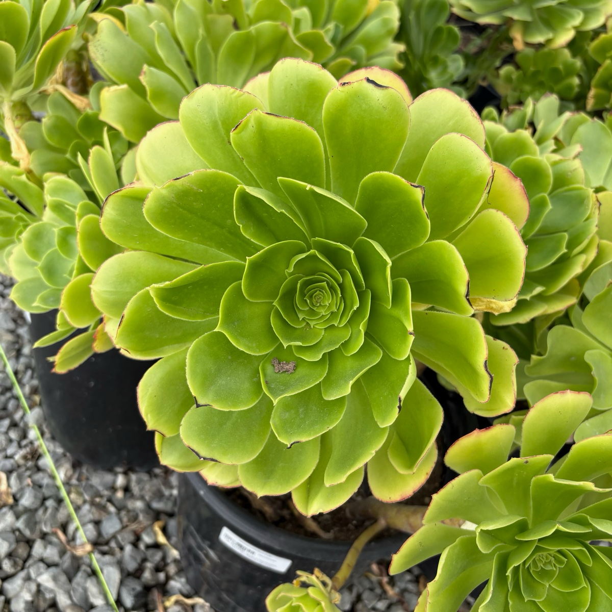 Stalked Aeonium
