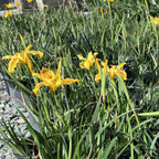 香根鸢尾-新黄色