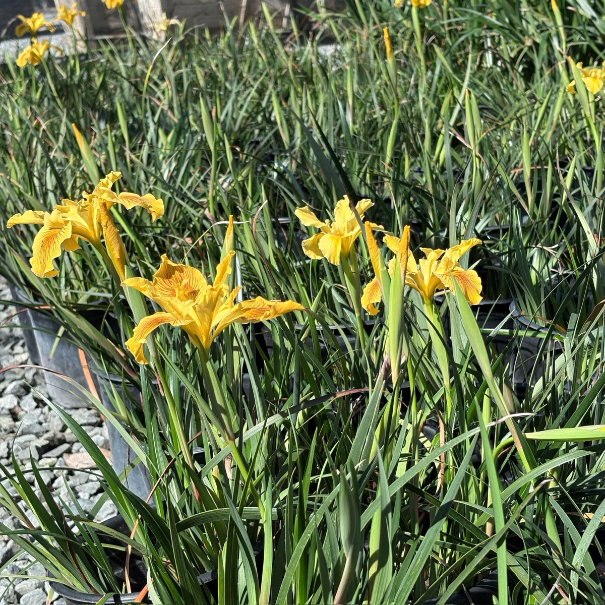 香根鸢尾-新黄色