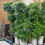 Texas White' Wisteria