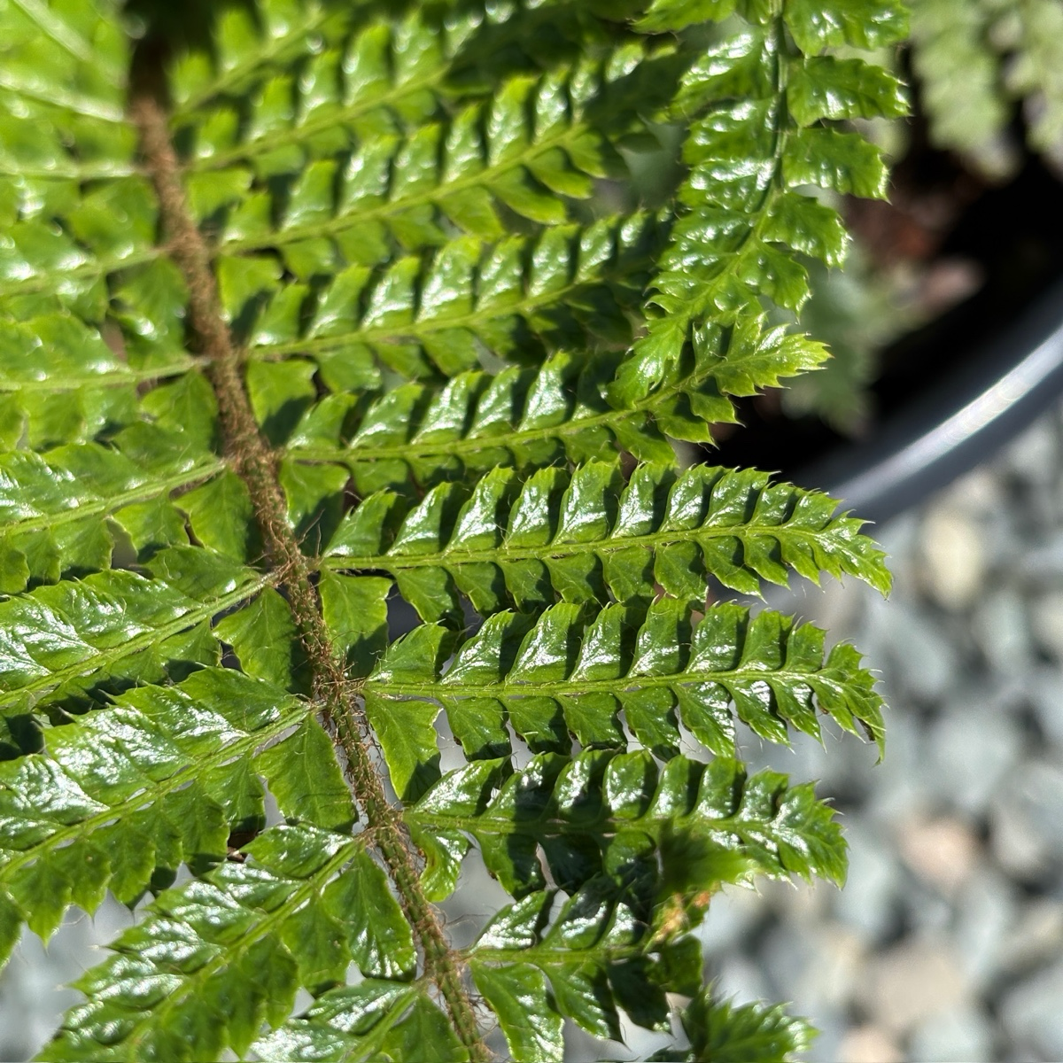 Japanese Tassel Fern