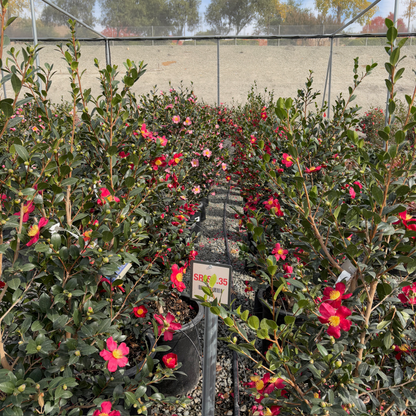 Camellia sasanqua - Christmas Camellia 