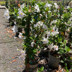 (Garden/Giant ) White 【Sun Parasol®】 Mandevilla