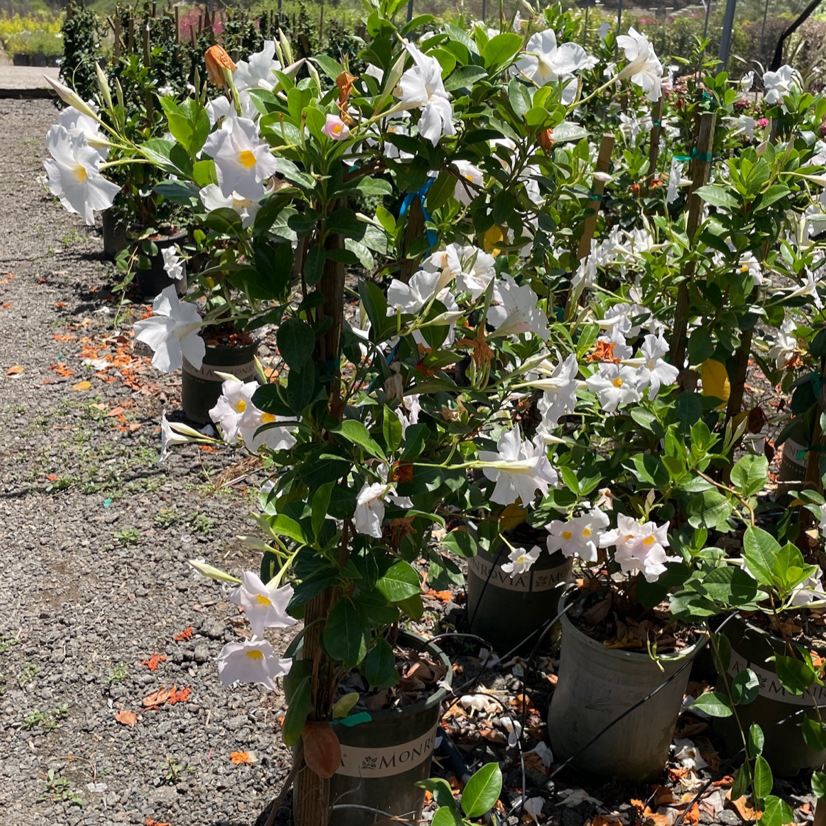(Garden/Giant ) White 【Sun Parasol®】 Mandevilla