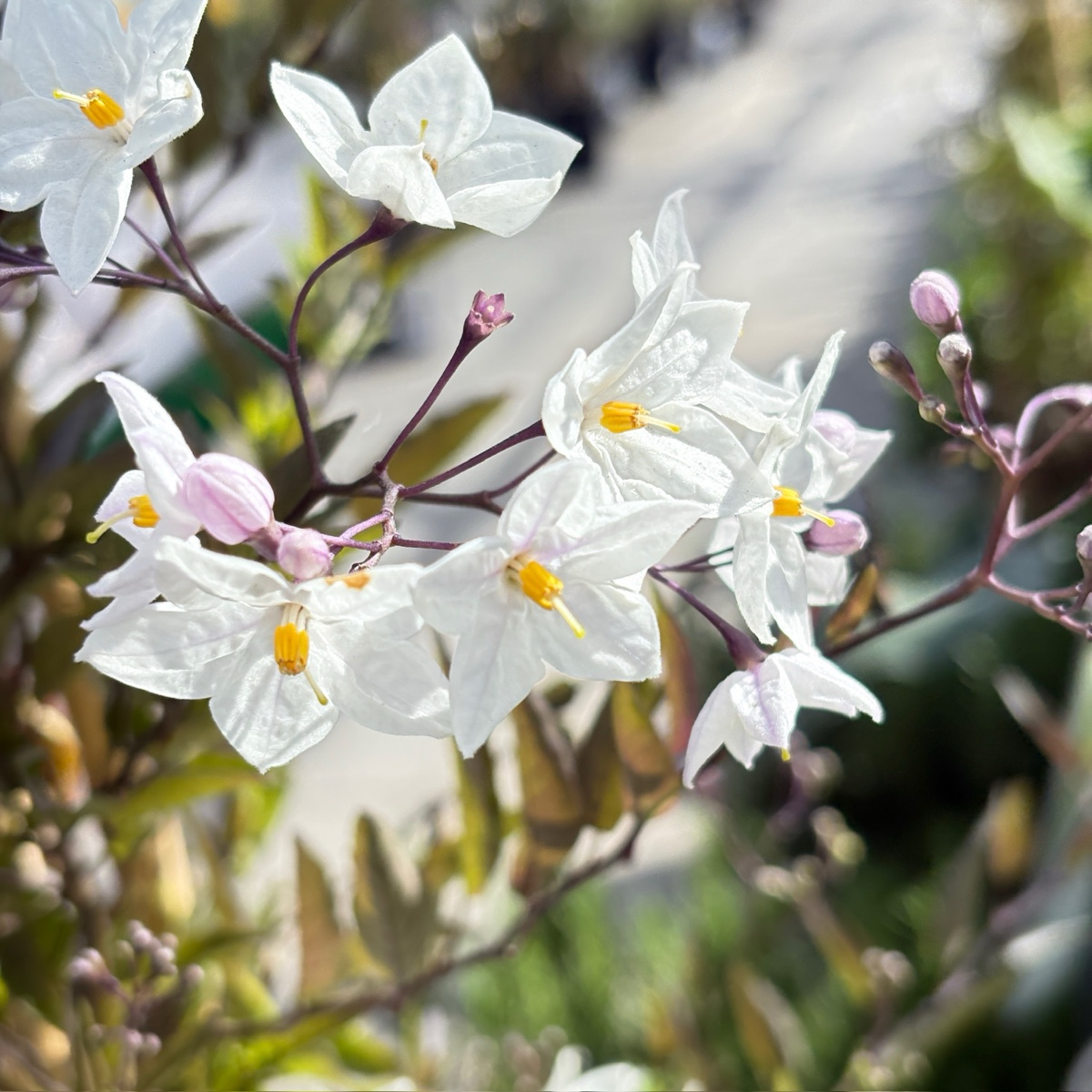 Potato Vine