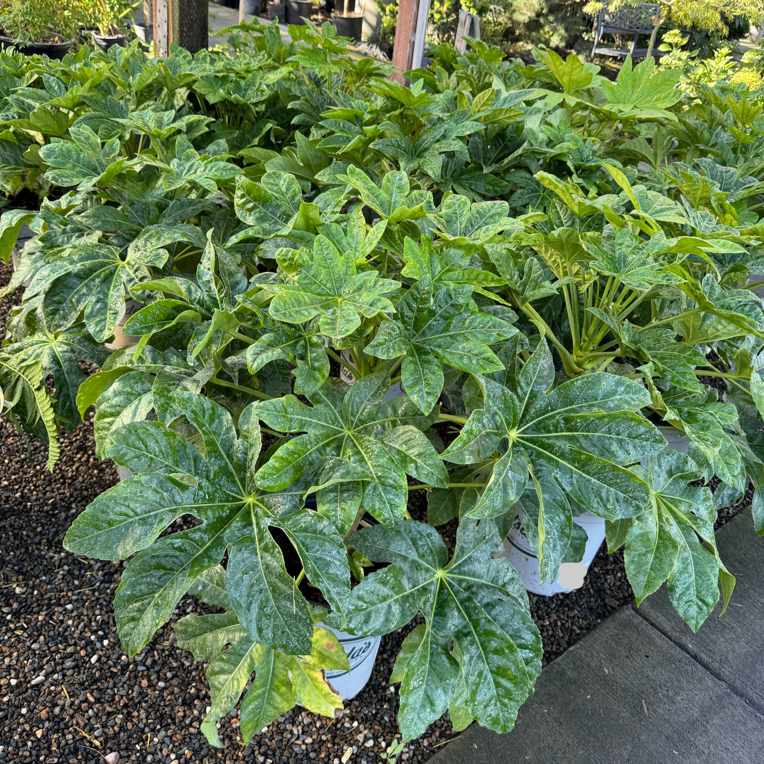 Japanese Aralia