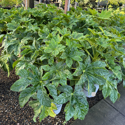 Evergreen Plant-Aglaonema