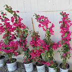 Barbara Karst Bougainvillea