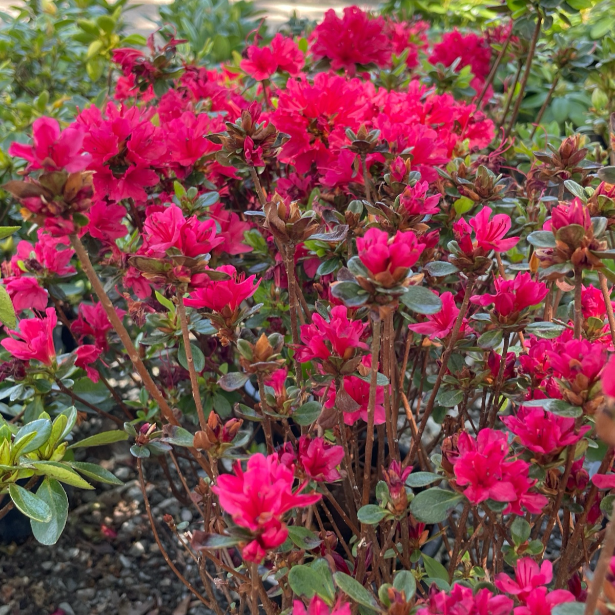 Hino Crimson Azalea
