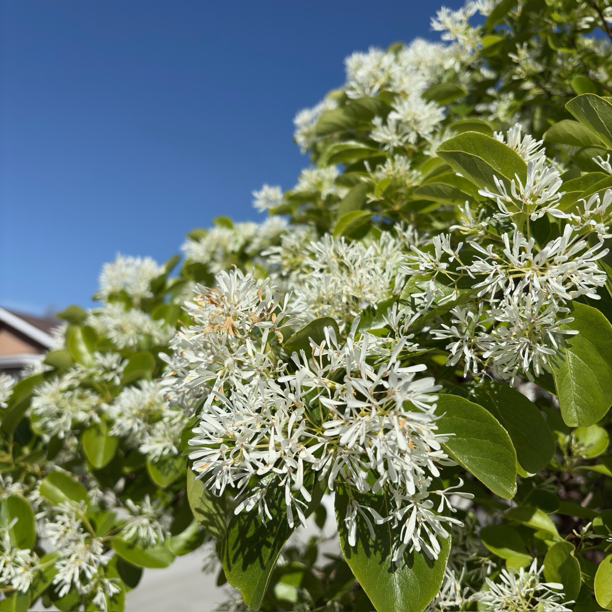 Chinese Fringe Tree