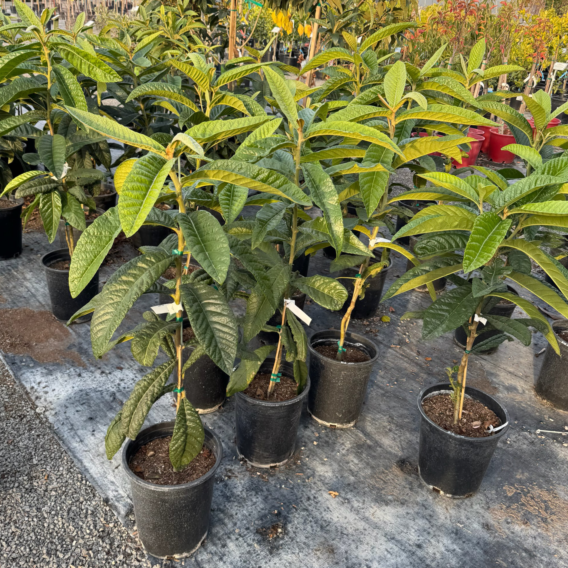 Big Jim Loquat