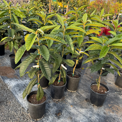 Loquat Tree-Giant Egg Loquat