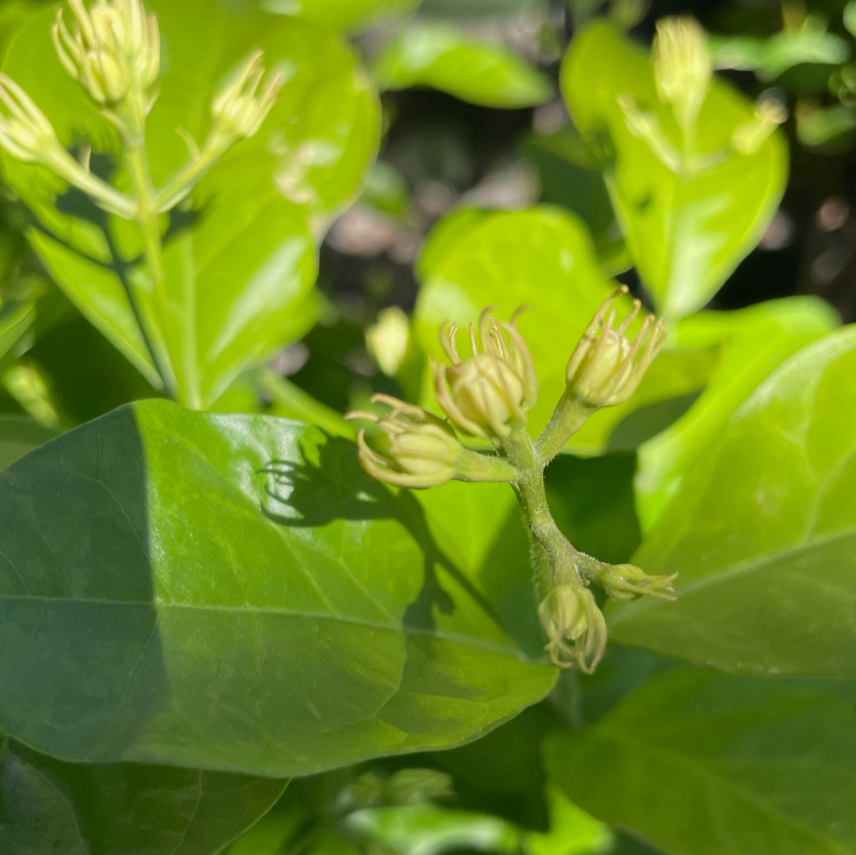 Arabian Jasmine