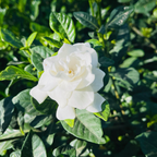 常盛栀子花
