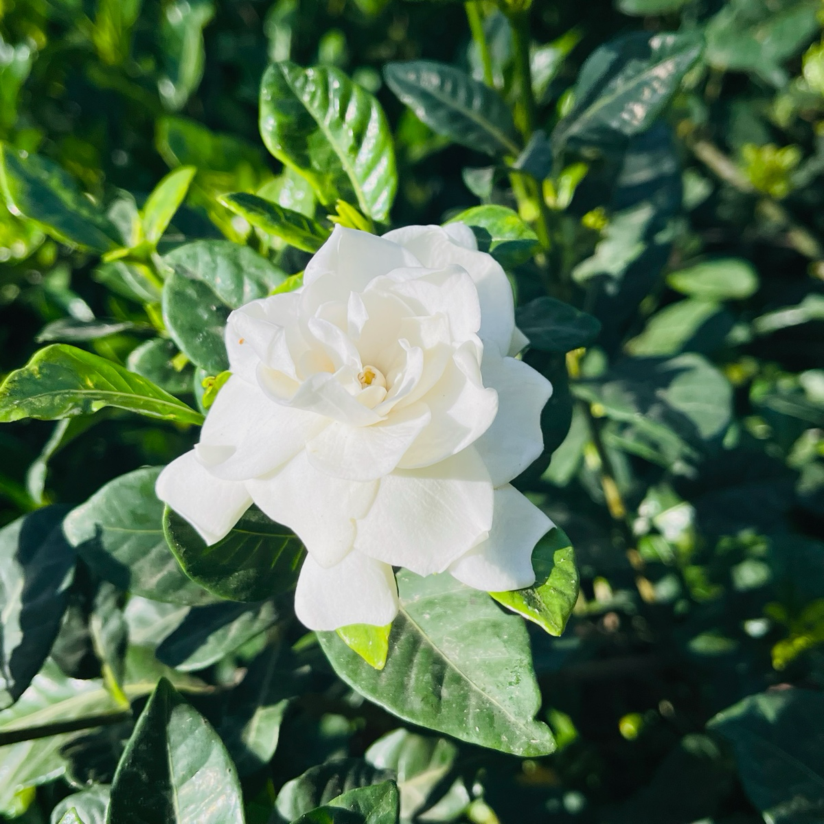 Veitchii Gardenia