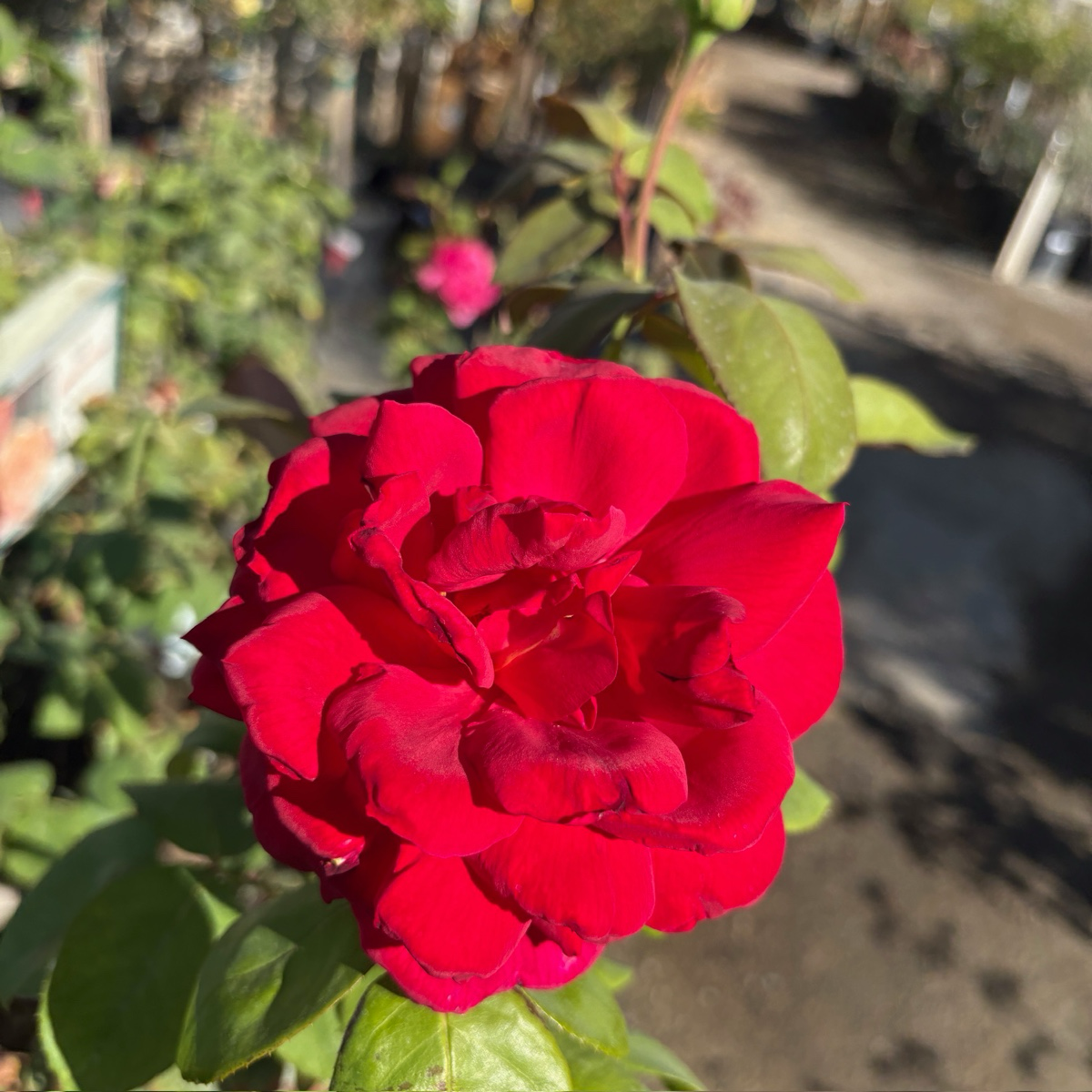 Tea Rose-Black Buck