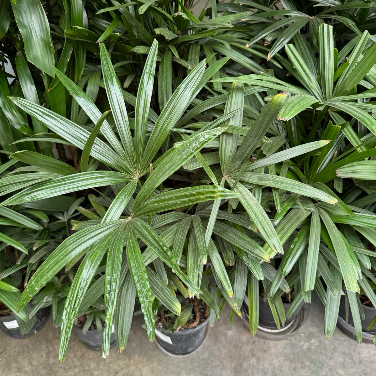 Lady Palm