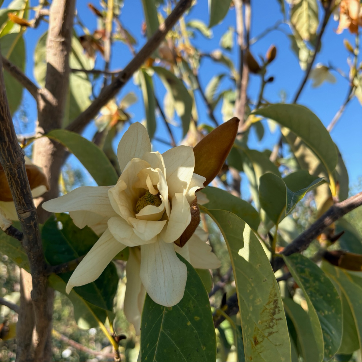 Silver Cloud Michelia
