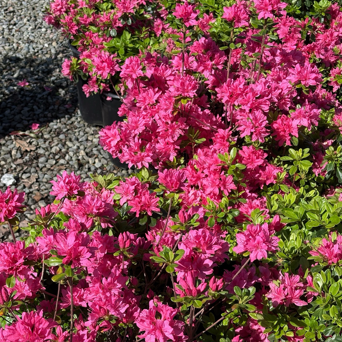 Azalea ’Sherwood Pink‘
