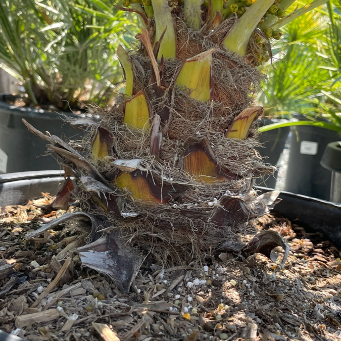 Fan Palm