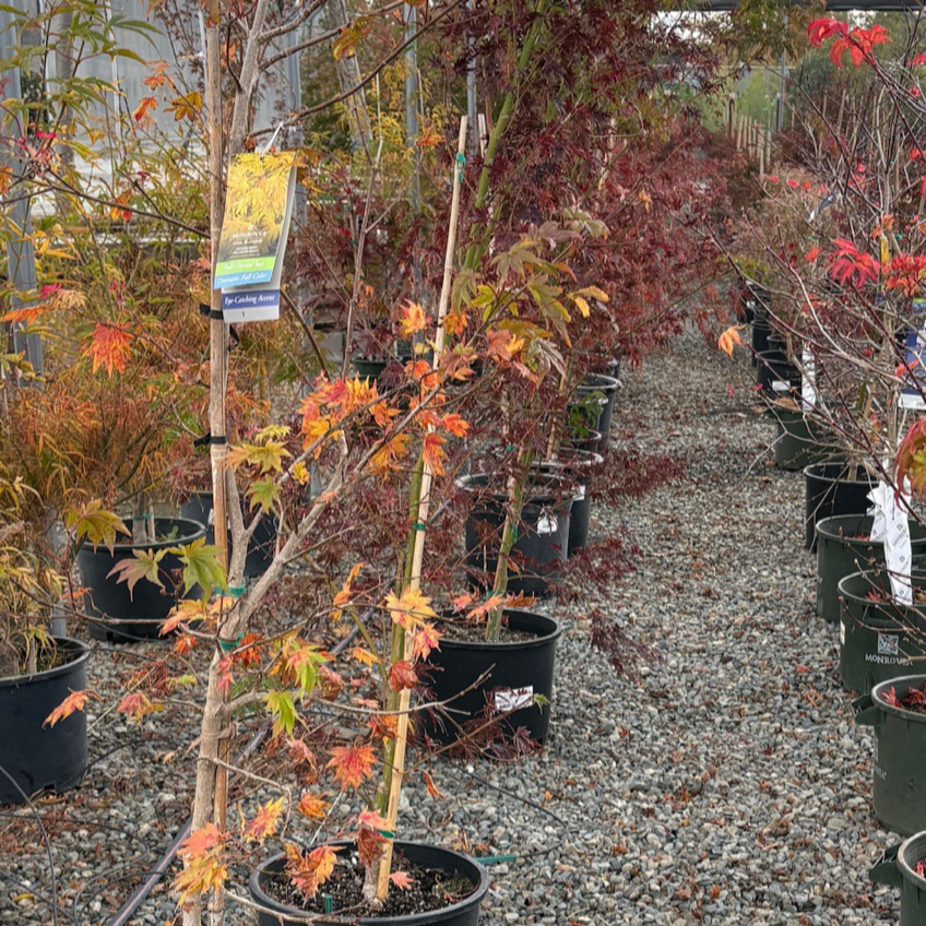Autumn Moon Fullmoon Maple