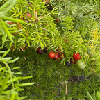 Myer's Asparagus Fern