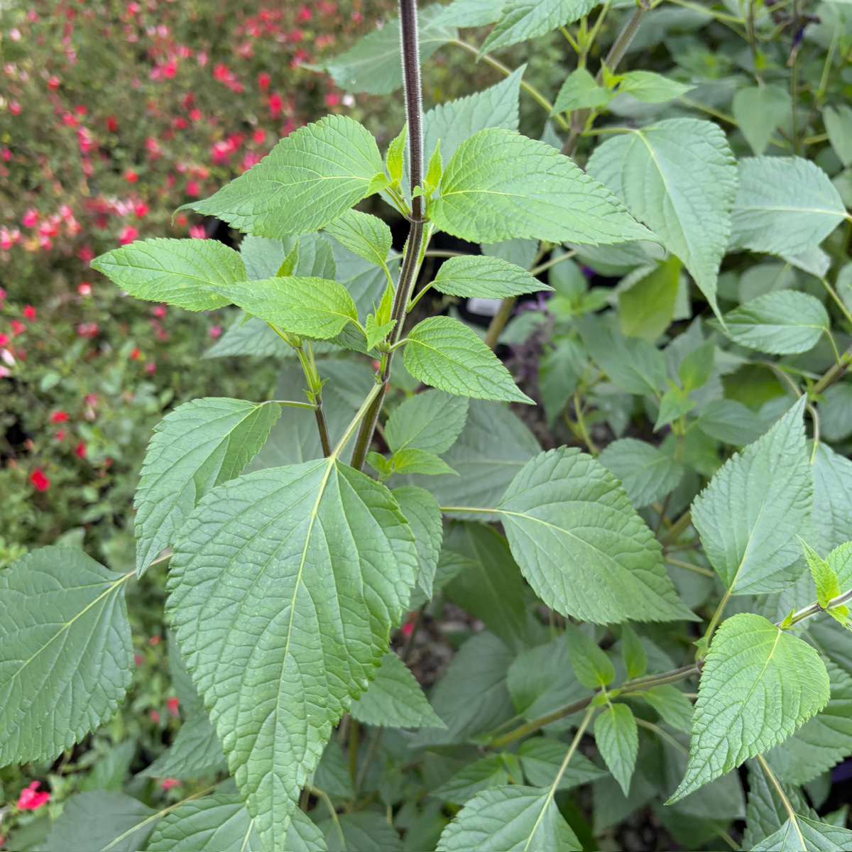 Friendship Sage