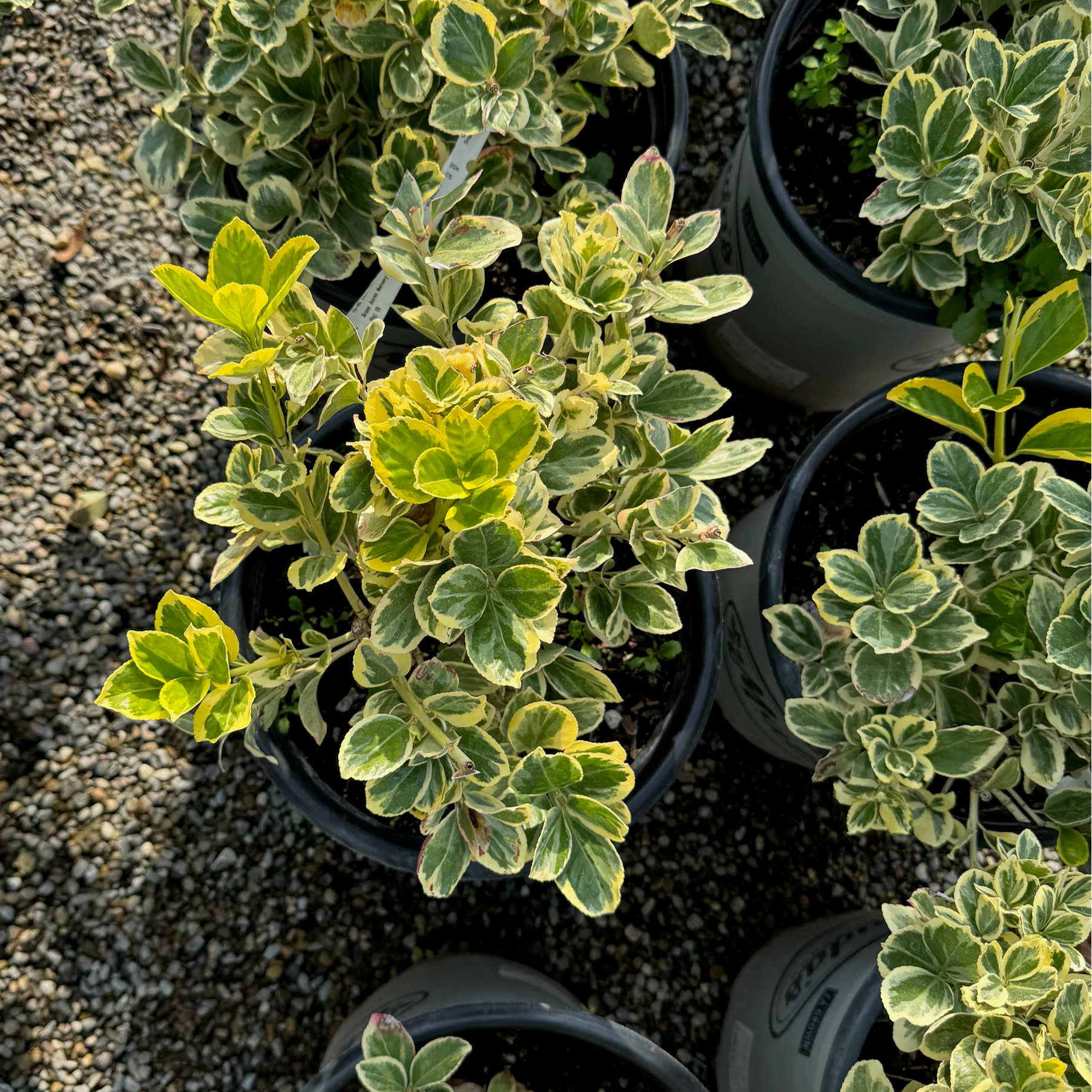 Silver Queen Euonymus