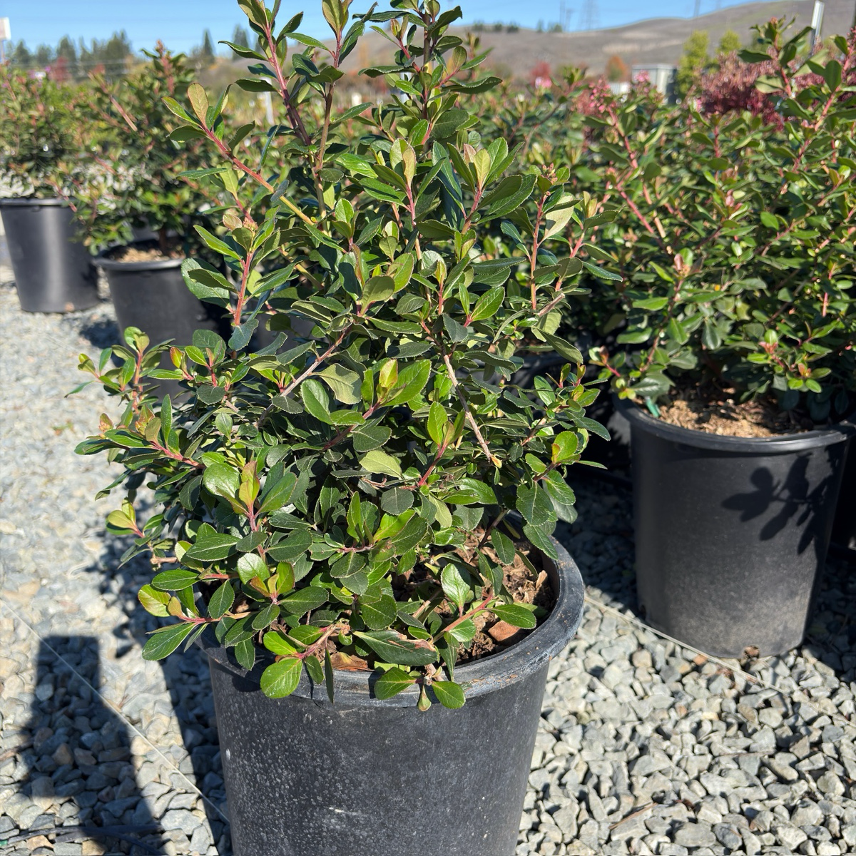 Pretty Princess in Pink